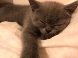 British Shorthair Görüşülür