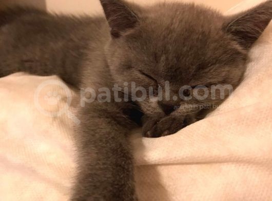 British Shorthair Görüşülür görsel