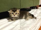Minnoş Tosbiğimiz Sumo