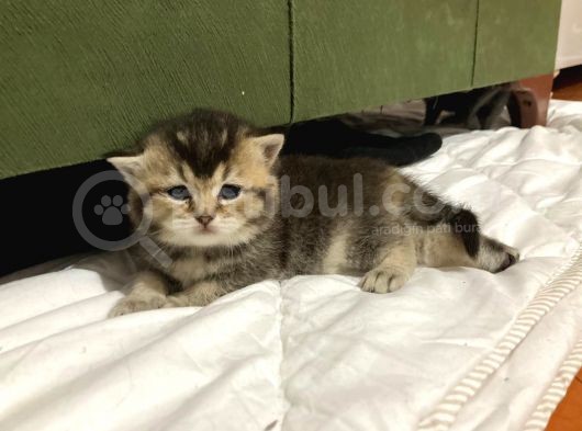 Minnoş Tosbiğimiz Sumo görsel