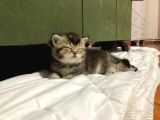 Minnoş Tosbiğimiz Sumo