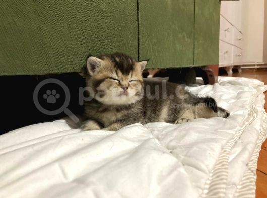 Minnoş Tosbiğimiz Sumo görsel