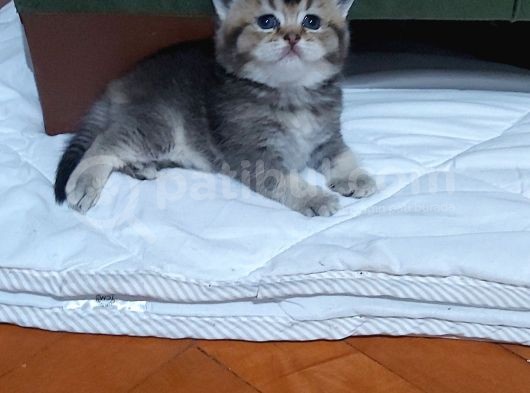 Minnoş Tosbiğimiz Sumo görsel