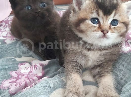 Minnoş Tosbiğimiz Sumo görsel