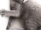 British Shorthair Görüşülür
