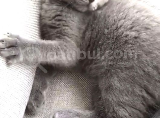 British Shorthair Görüşülür görsel