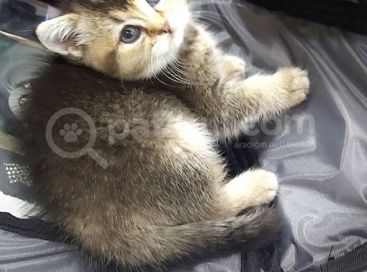 Minnoş Tosbiğimiz Sumo görsel