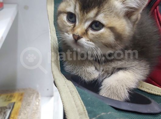 Minnoş Tosbiğimiz Sumo görsel
