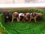 Safkan Irk Garantili Sağlıklı French Bulldog Yavrularımız