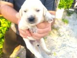 Irk Garantili Golden Yavrularımız