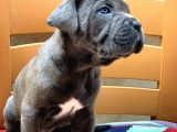 Safkan Irk Garantili Sağlıklı Cane Corso Yavrularımız