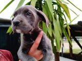 Safkan Irk Garantili Sağlıklı Cane Corso Yavrularımız