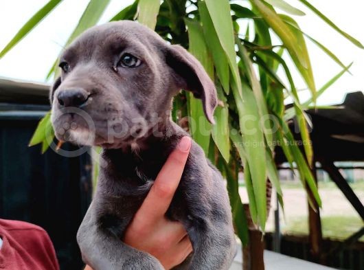 Safkan Irk Garantili Sağlıklı Cane Corso Yavrularımız görsel