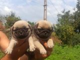 Safkan Irk Garantili Sağlıklı Pug Yavrularımız
