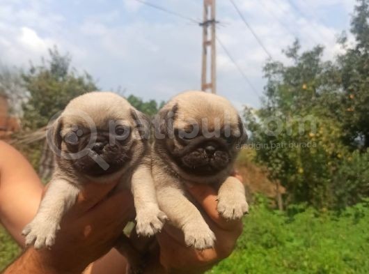 Safkan Irk Garantili Sağlıklı Pug Yavrularımız görsel