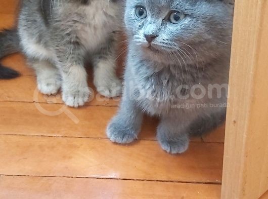 Minnoş Tosbiğimiz Sumo görsel