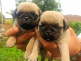 Pug Yavrularımız