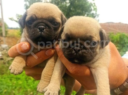 Pug Yavrularımız