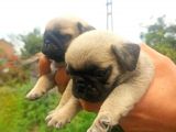 Pug Yavrularımız