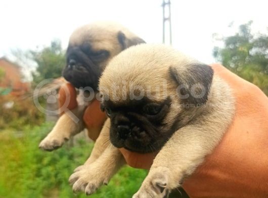 Pug Yavrularımız görsel