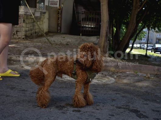 Dişi Poodle Eş Adayları Arıyoruz görsel