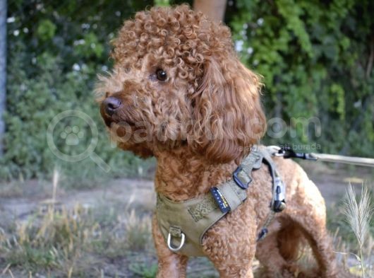 Dişi Poodle Eş Adayları Arıyoruz görsel