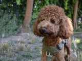 Dişi Poodle Eş Adayları Arıyoruz