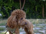 Dişi Poodle Eş Adayları Arıyoruz