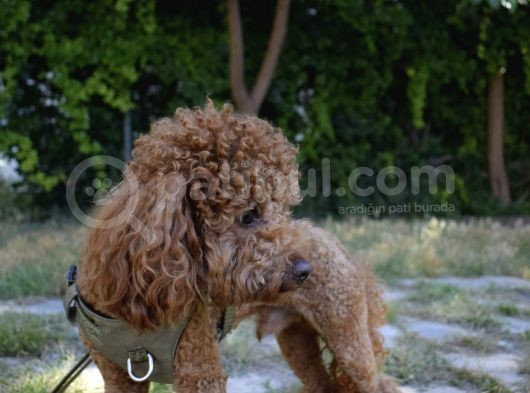 Dişi Poodle Eş Adayları Arıyoruz görsel