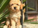 Orijinal A Kalite Toy Poodle Yavrularımız