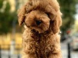 Irk Ve Sağlık Garantili Toy Poodle Yavrularımız