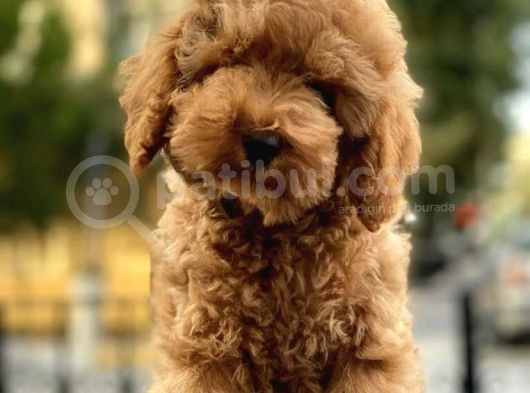 Irk Ve Sağlık Garantili Toy Poodle Yavrularımız
