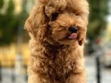 Irk Ve Sağlık Garantili Toy Poodle Yavrularımız