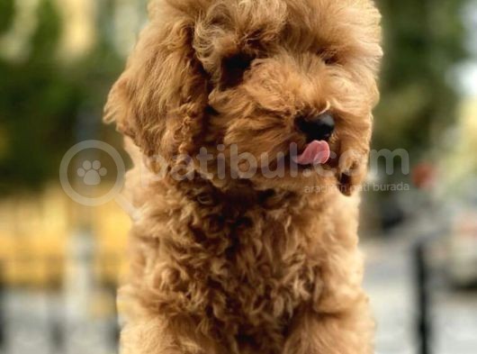 Irk Ve Sağlık Garantili Toy Poodle Yavrularımız görsel