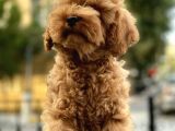 Irk Ve Sağlık Garantili Toy Poodle Yavrularımız