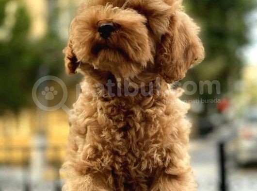 Irk Ve Sağlık Garantili Toy Poodle Yavrularımız görsel