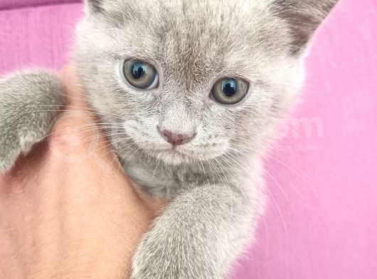 Kuru Mama Yiyebilen Ve Tuvalet Alışkanlığı Olan Boncuk