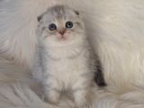 Bursa Scottish Fold Silver Dişi Erkek Yavrularımız