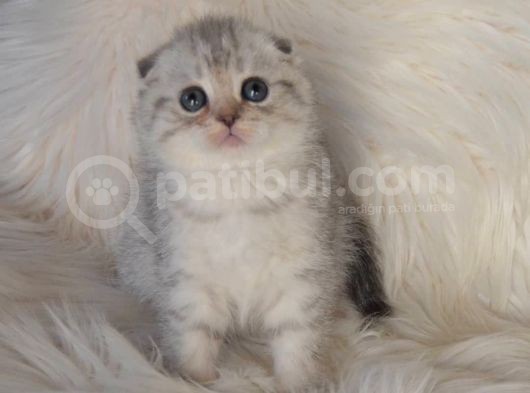 Bursa Scottish Fold Silver Dişi Erkek Yavrularımız