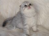 Bursa Scottish Fold Silver Dişi Erkek Yavrularımız
