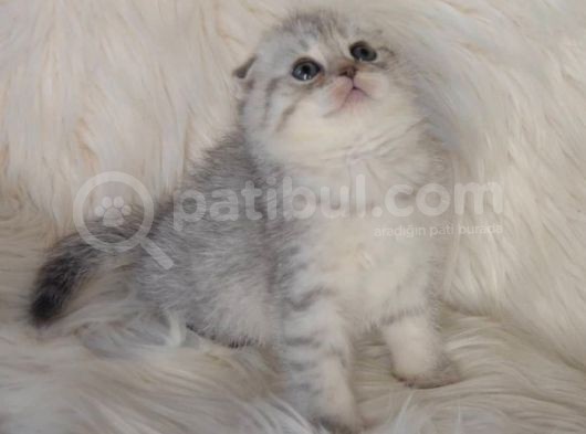 Bursa Scottish Fold Silver Dişi Erkek Yavrularımız görsel