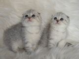 Bursa Scottish Fold Silver Dişi Erkek Yavrularımız