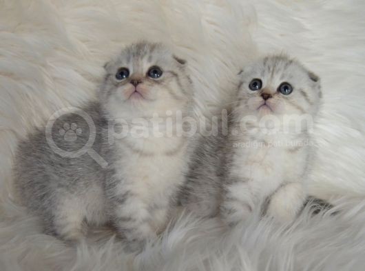 Bursa Scottish Fold Silver Dişi Erkek Yavrularımız görsel