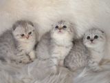 Bursa Scottish Fold Silver Dişi Erkek Yavrularımız