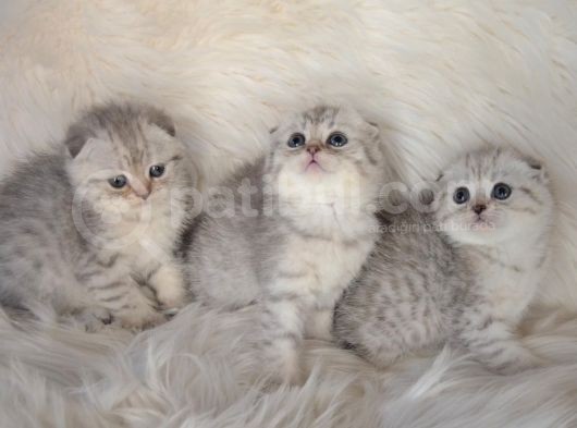 Bursa Scottish Fold Silver Dişi Erkek Yavrularımız görsel