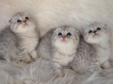 Bursa Scottish Fold Silver Dişi Erkek Yavrularımız