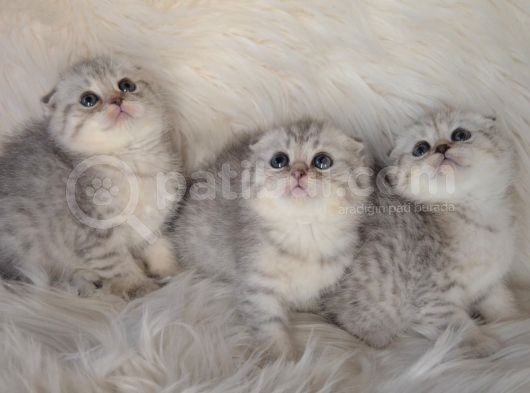 Bursa Scottish Fold Silver Dişi Erkek Yavrularımız görsel