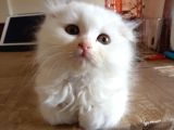 Scottish Fold Ve Scottish Straight Yavrular