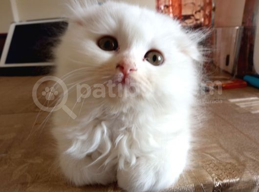 Scottish Fold Ve Scottish Straight Yavrular görsel