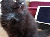 Scottish Fold Ve Scottish Straight Yavrular